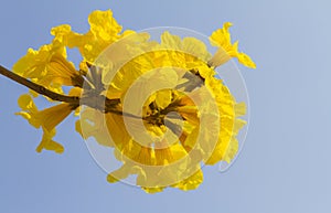 Tabebuia chrysantha flower. photo
