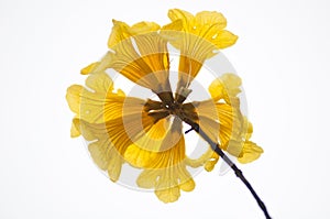 Tabebuia chrysantha(Jacq. )Nichols