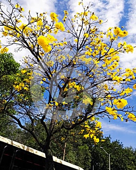 Tabebuia chrysantha, named araguaney, ipe, guayacan. Bloom yellow flower tree.