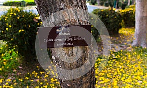 Tabebuia chrysantha tree sign photo