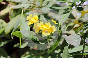 Tabebuia chrysantha yellow flowers photo