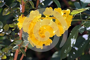 Tabebuia chrysantha yellow flowers view photo