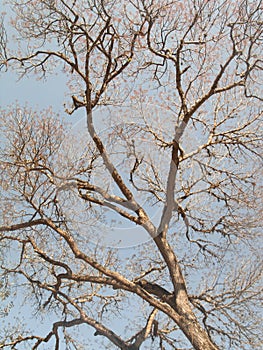 Tabebuia emblematic venezuelan tree