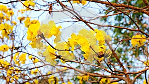 Tabebuia flowers