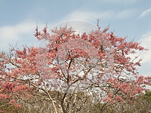 A field of Tabebuia emblematic venezuelan tree photo