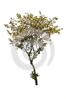 Tabebuia or Golden tree or Tallow Pui tree on isolated, an evergreen leaves plant di cut on white background with clipping path.