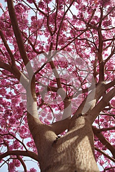 Tabebuia impetiginosa Handroanthus impetiginosus tree in a full pink bloom