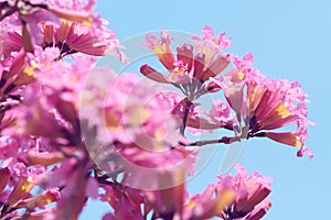 Tabebuia impetiginosa in the sunny day photo