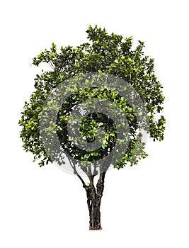 Tabebuia Pallida tree