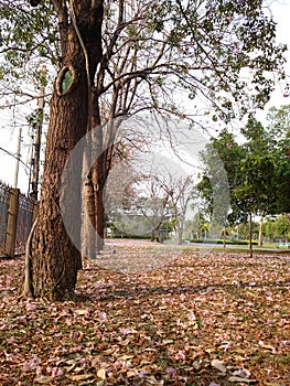 Tabebuia in park thailand