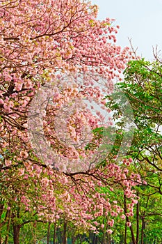 Tabebuia pentaphylla hemsl