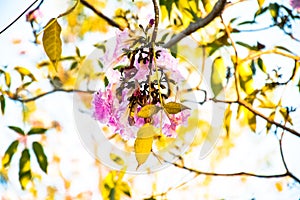 Tabebuia rosea