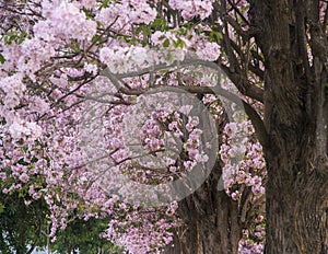 Tabebuia rosea blossom