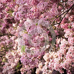 Tabebuia rosea blossom