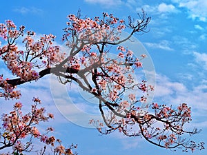 Tabebuia rosea flowers blooming in park.