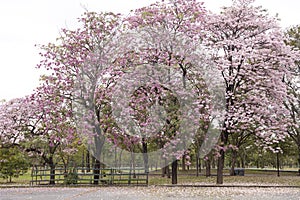 Tabebuia rosea is a Pink Flower falling on the ground.