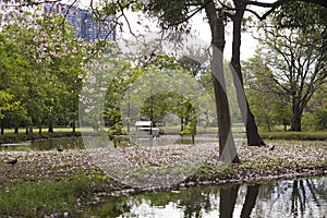 Tabebuia rosea is a Pink Flower falling the pond and brae.