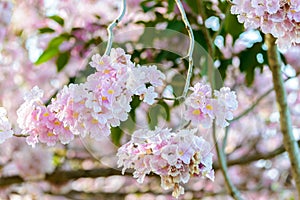 Tabebuia rosea is a Pink Flower neotropical tree and blue sky