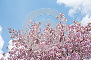 Tabebuia rosea is a Pink Flower neotropical tree and blue sky. c