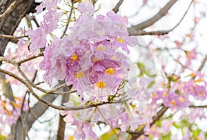 Tabebuia rosea Pink flowers