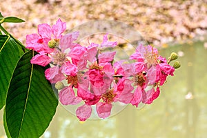 Tabebuia rosea or Pink trumpet tree