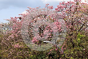 Tabebuia rosea or Pink trumpet tree