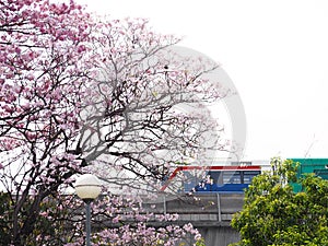 Tabebuia rosea, pink trumpet tree and sky train