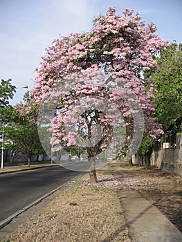 Tabebuia rosea on street view in Guayana city, Venezuela photo
