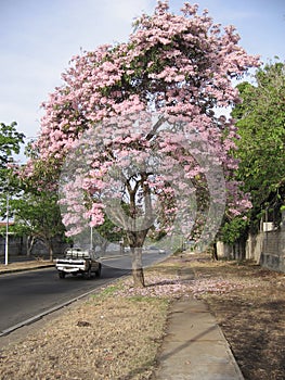 Tabebuia rosea on street view in Guayana city, Venezuela photo