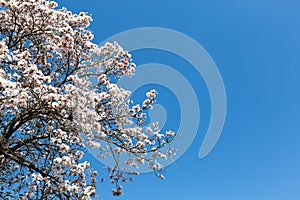 Tabebuia roseo-alba, White Ipe