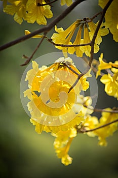 Tabebuia yellow flower in Thailand.