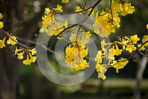 Tabebuia yellow flower in Thailand.