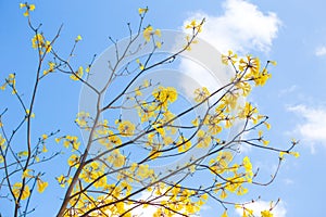 Tabebuia yellow flower in Thailand.