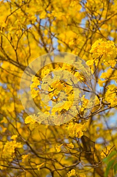 Tabebuia yellow flower in Thailand.