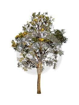 Tabebuya tree Isolated on white background photo