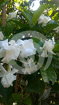 Tabernaemontana divaricata, blooming flower, white flower, garden, nature