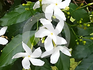 Tabernaemontana divaricata, commonly called pinwheel flower, crape jasmine, East India