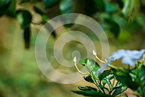 Tabernaemontana divaricata commonly called pinwheel flower, is an evergreen shrub native to India and now cultivated throughout