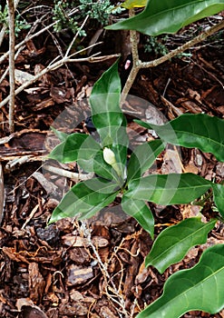 Tabernaemontana divaricata Crape Jasmine flower