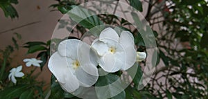 Tabernaemontana divaricata cute and white flower