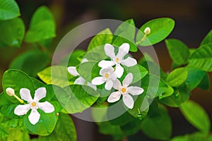 Tabernaemontana divaricata flower on the tree. Close up blossom white sampaguita jasmine with leaf on natural background