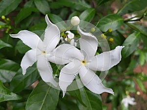 tabernaemontana divaricata flowers are white, unique flowers are shaped like pinwheels