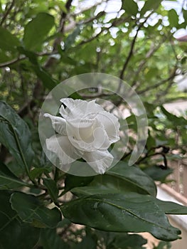Tabernaemontana divaricata or Pinwheel flower.