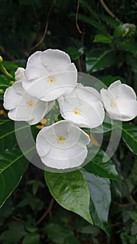 Tabernaemontana divaricata, Pinwheel flower, Natures Buggy, Tagar Double