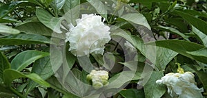 Tabernaemontana divaricata & x28; white flower& x29;