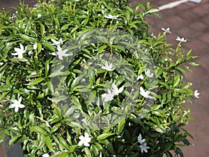 The Tabernaemontana divaricata. White flower with 5 petals