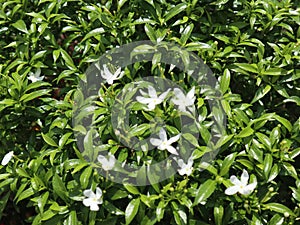 The Tabernaemontana divaricata. White flower with 5 petals