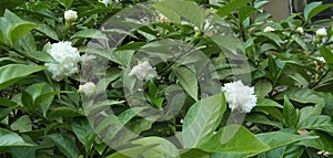 Tabernaemontana divaricata white flower  garde and leafn plant
