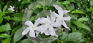 Tabernaemontana divaricata white flower is a plant originating from India