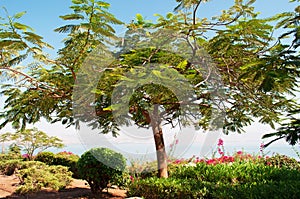 Tabgha, Israel, Middle East, Mount of Beatitudes, garden, nature, green, flowers